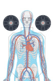 BBOSS TARGETS Human Anatomy 20x30 Shooting Target